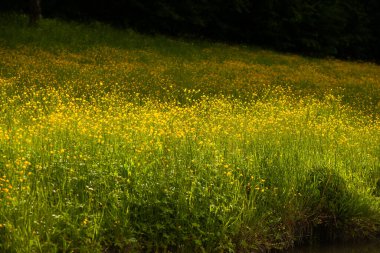 Yaz otlağında sarı çiçekler Güzel sarı çiçeklerle bahar arkaplanı. 