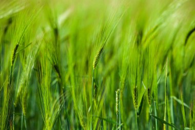 Yeşil buğday tarlası ve güneşli bir gün. Tarım Tarlasında Yeşil Buğday Başı