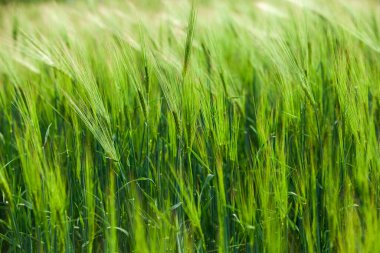 Yeşil buğday tarlası ve güneşli bir gün. Tarım Tarlasında Yeşil Buğday Başı