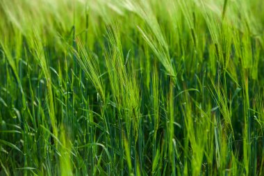 Yeşil buğday tarlası ve güneşli bir gün. Tarım Tarlasında Yeşil Buğday Başı