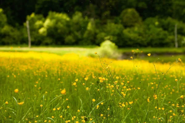 Schöne Sommerlandschaft Der Republik Moldau Grüne Landschaft Frühling Natur Park — Stockfoto