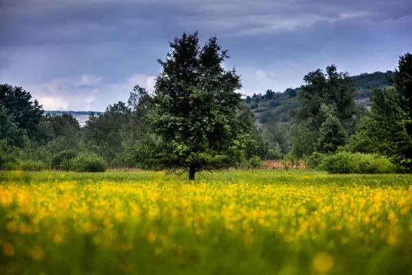 モルドバ共和国で美しい夏の風景 緑の風景 春の自然 緑の草と木の公園 草原や丘陵地帯 田園風景 — ストック写真