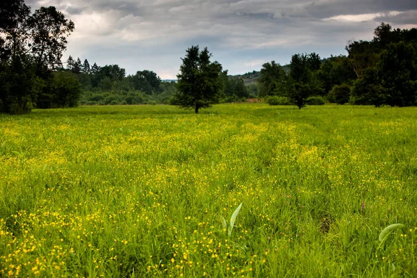 Beautiful Summer Landscape Republic Moldova Green Landscape Spring Nature Park — Stock Photo, Image