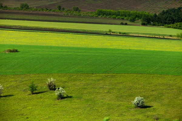 Schöne Sommerlandschaft Der Republik Moldau Grüne Landschaft Frühling Natur Park — Stockfoto