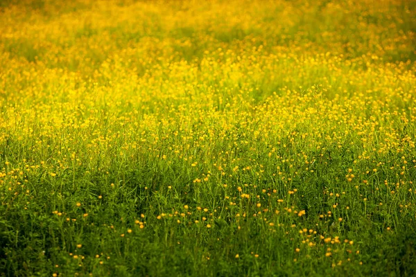 Flores Amarelas Prado Verão Fundo Primavera Com Belas Flores Amarelas — Fotografia de Stock