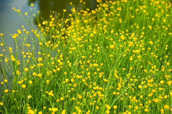 Gelbe Blumen Sommer Wiese Frühling Hintergrund Mit Schönen Gelben Blumen — Stockfoto