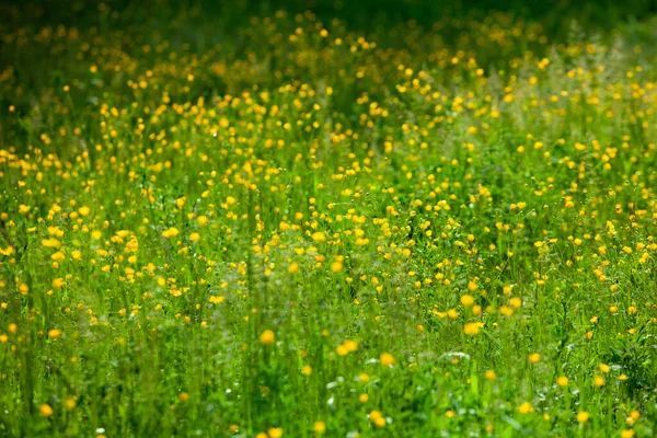 Gelbe Blumen Sommer Wiese Frühling Hintergrund Mit Schönen Gelben Blumen — Stockfoto