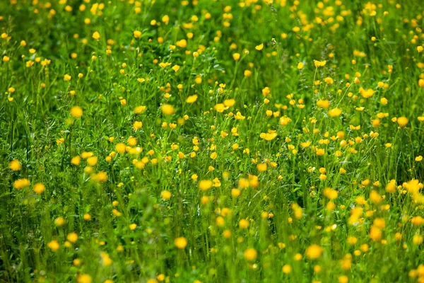 Gula Blommor Sommaren Äng Våren Bakgrund Med Vackra Gula Blommor — Stockfoto