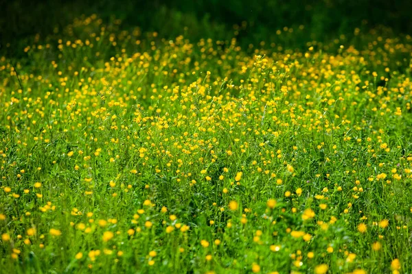 Flores Amarelas Prado Verão Fundo Primavera Com Belas Flores Amarelas — Fotografia de Stock