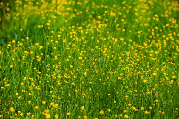 Flores Amarelas Prado Verão Fundo Primavera Com Belas Flores Amarelas — Fotografia de Stock