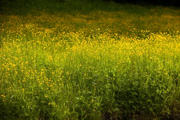 Gele Bloemen Zomer Weide Lente Achtergrond Met Mooie Gele Bloemen — Stockfoto