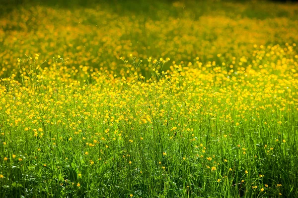 Gula Blommor Sommaren Äng Våren Bakgrund Med Vackra Gula Blommor — Stockfoto