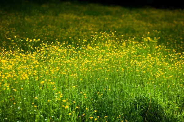Жовті Квіти Літньому Лузі Весняний Фон Красивими Жовтими Квітами — стокове фото