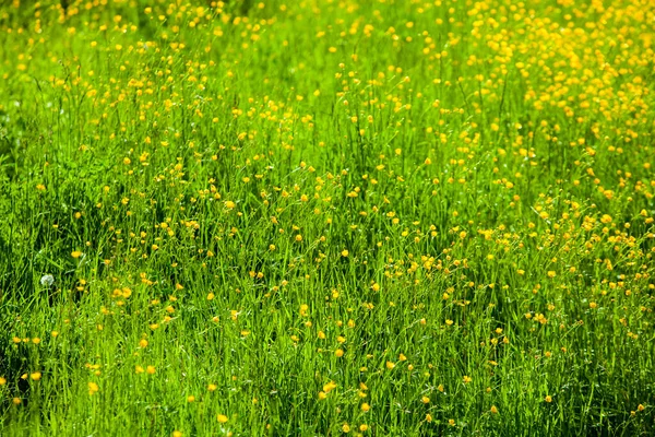 Жовті Квіти Літньому Лузі Весняний Фон Красивими Жовтими Квітами — стокове фото