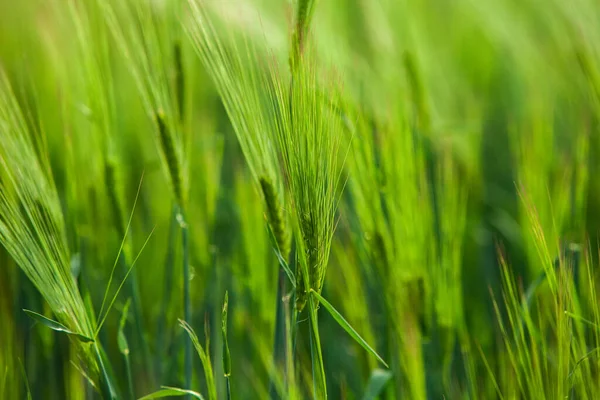 Campo Trigo Verde Día Soleado Cabeza Trigo Verde Campo Agrícola —  Fotos de Stock