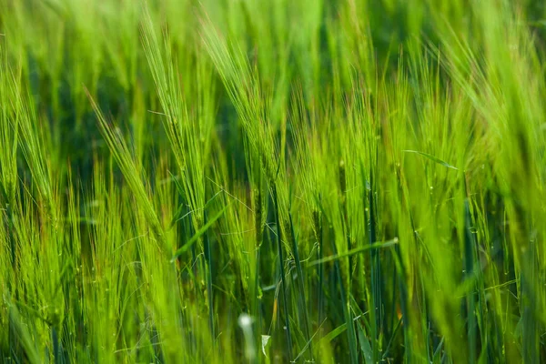 Πράσινο Χωράφι Σιτάρι Και Ηλιόλουστη Μέρα Κεφαλή Πράσινου Σιταριού Καλλιεργημένο — Φωτογραφία Αρχείου