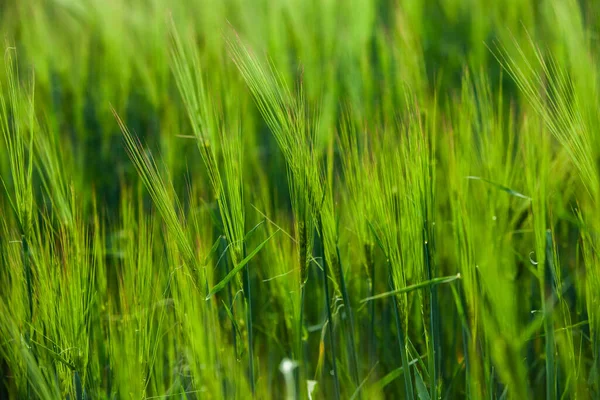 碧绿的麦田 阳光灿烂的日子 耕地业绿小麦头 — 图库照片