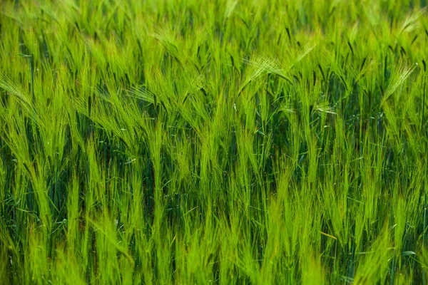 Zöld Búzamező Napsütéses Nap Zöld Búza Fej Termesztett Mezőgazdasági Területen — Stock Fotó