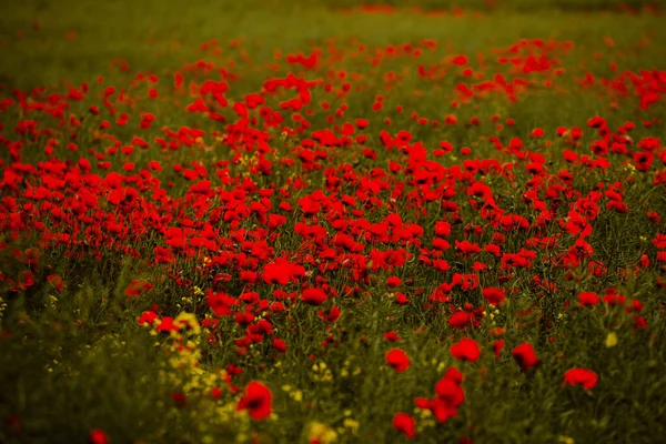 Hermoso Campo Amapolas Rojas Luz Del Atardecer Primer Plano Flores —  Fotos de Stock