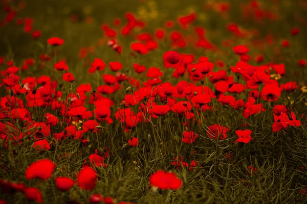 Hermoso Campo Amapolas Rojas Luz Del Atardecer Primer Plano Flores — Foto de Stock