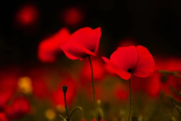 Hermoso Campo Amapolas Rojas Luz Del Atardecer Primer Plano Flores —  Fotos de Stock