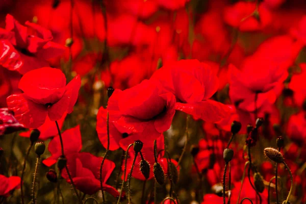 Belo Campo Papoilas Vermelhas Luz Pôr Sol Perto Flores Papoula — Fotografia de Stock