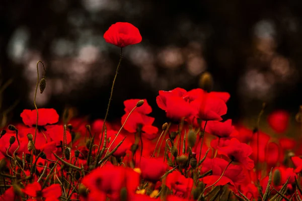 Hermoso Campo Amapolas Rojas Luz Del Atardecer Primer Plano Flores —  Fotos de Stock