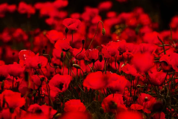 Beau Champ Coquelicots Rouges Lumière Coucher Soleil Gros Plan Fleurs — Photo