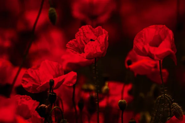 Belo Campo Papoilas Vermelhas Luz Pôr Sol Perto Flores Papoula — Fotografia de Stock