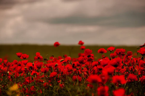 Belo Campo Papoilas Vermelhas Luz Pôr Sol Perto Flores Papoula — Fotografia de Stock