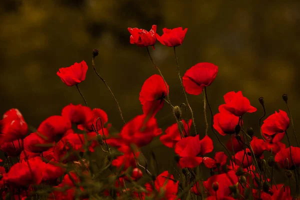 Hermoso Campo Amapolas Rojas Luz Del Atardecer Primer Plano Flores —  Fotos de Stock