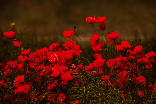 Hermoso Campo Amapolas Rojas Luz Del Atardecer Primer Plano Flores — Foto de Stock