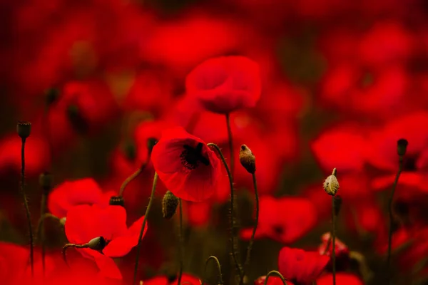 日没の光の中で赤いケシの美しいフィールド 赤いケシの花を畑に閉じ込めて 赤い花の背景 美しい自然 ロマンチックな赤い花 — ストック写真