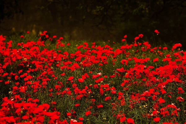 Hermoso Campo Amapolas Rojas Luz Del Atardecer Primer Plano Flores — Foto de Stock