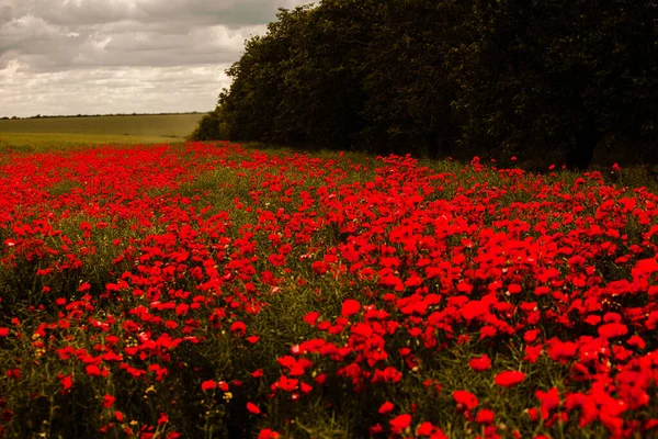 Hermoso Campo Amapolas Rojas Luz Del Atardecer Primer Plano Flores — Foto de Stock