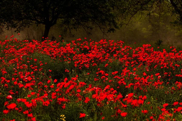 Beautiful Field Red Poppies Sunset Light Close Red Poppy Flowers — Stock Photo, Image