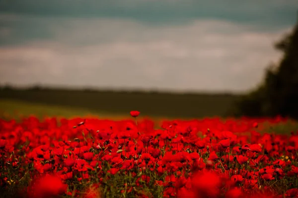 Hermoso Campo Amapolas Rojas Luz Del Atardecer Primer Plano Flores —  Fotos de Stock