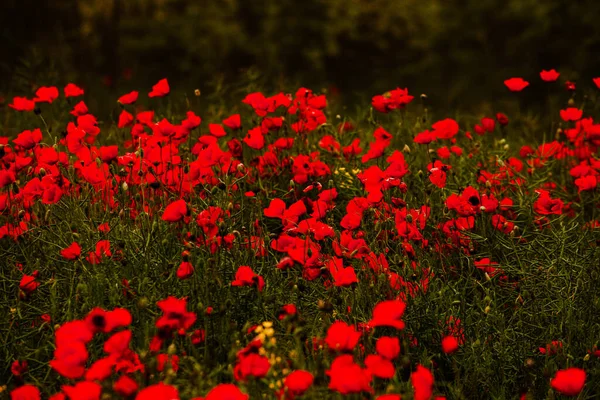 Belo Campo Papoilas Vermelhas Luz Pôr Sol Perto Flores Papoula — Fotografia de Stock