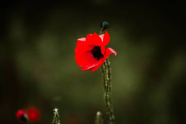 Hermoso Campo Amapolas Rojas Luz Del Atardecer Primer Plano Flores —  Fotos de Stock