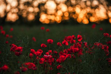 Gün batımında kırmızı haşhaş tarlası. Bir tarladaki kırmızı gelincik çiçeklerini kapatın. Kırmızı çiçekli arka plan. Güzel doğa. Manzara. Romantik kırmızı çiçekler.