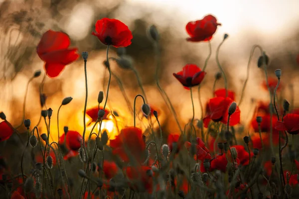 Wunderschönes Feld Roter Mohnblumen Licht Des Sonnenuntergangs Nahaufnahme Von Roten — Stockfoto