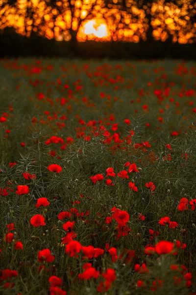 Belo Campo Papoilas Vermelhas Luz Pôr Sol Perto Flores Papoula — Fotografia de Stock