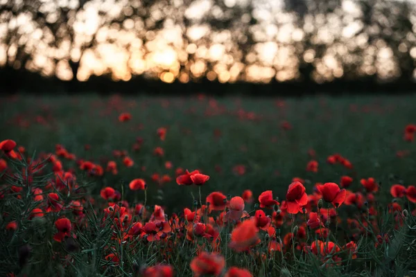 Belo Campo Papoilas Vermelhas Luz Pôr Sol Perto Flores Papoula — Fotografia de Stock