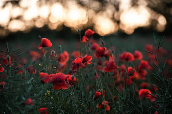 Belo Campo Papoilas Vermelhas Luz Pôr Sol Perto Flores Papoula — Fotografia de Stock