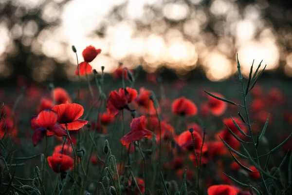 Beau Champ Coquelicots Rouges Lumière Coucher Soleil Gros Plan Fleurs — Photo