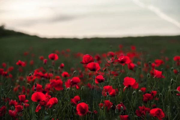 Gün Batımında Kırmızı Haşhaş Tarlası Bir Tarladaki Kırmızı Gelincik Çiçeklerini — Stok fotoğraf