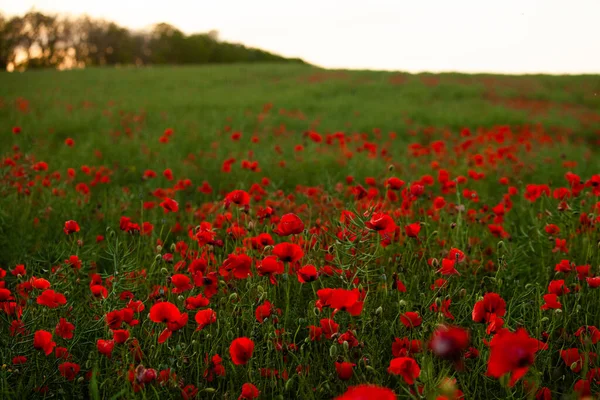 Belo Campo Papoilas Vermelhas Luz Pôr Sol Perto Flores Papoula — Fotografia de Stock