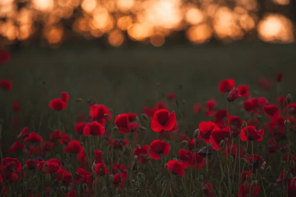 Belo Campo Papoilas Vermelhas Luz Pôr Sol Perto Flores Papoula — Fotografia de Stock