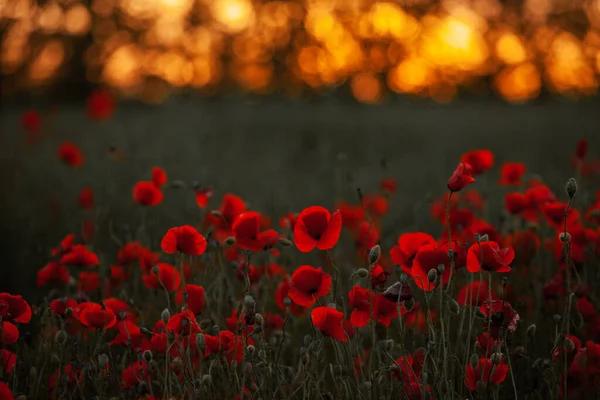 Hermoso Campo Amapolas Rojas Luz Del Atardecer Primer Plano Flores —  Fotos de Stock