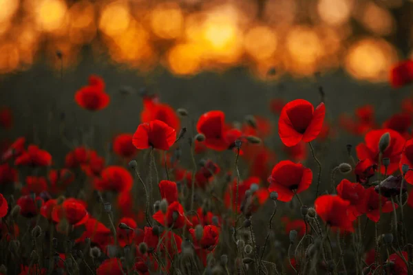 Hermoso Campo Amapolas Rojas Luz Del Atardecer Primer Plano Flores —  Fotos de Stock